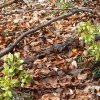 03 bei Waldhausen - Schättere-Trasse